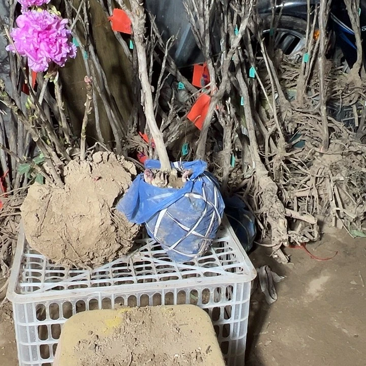 z***邹完全开放花王带土球
