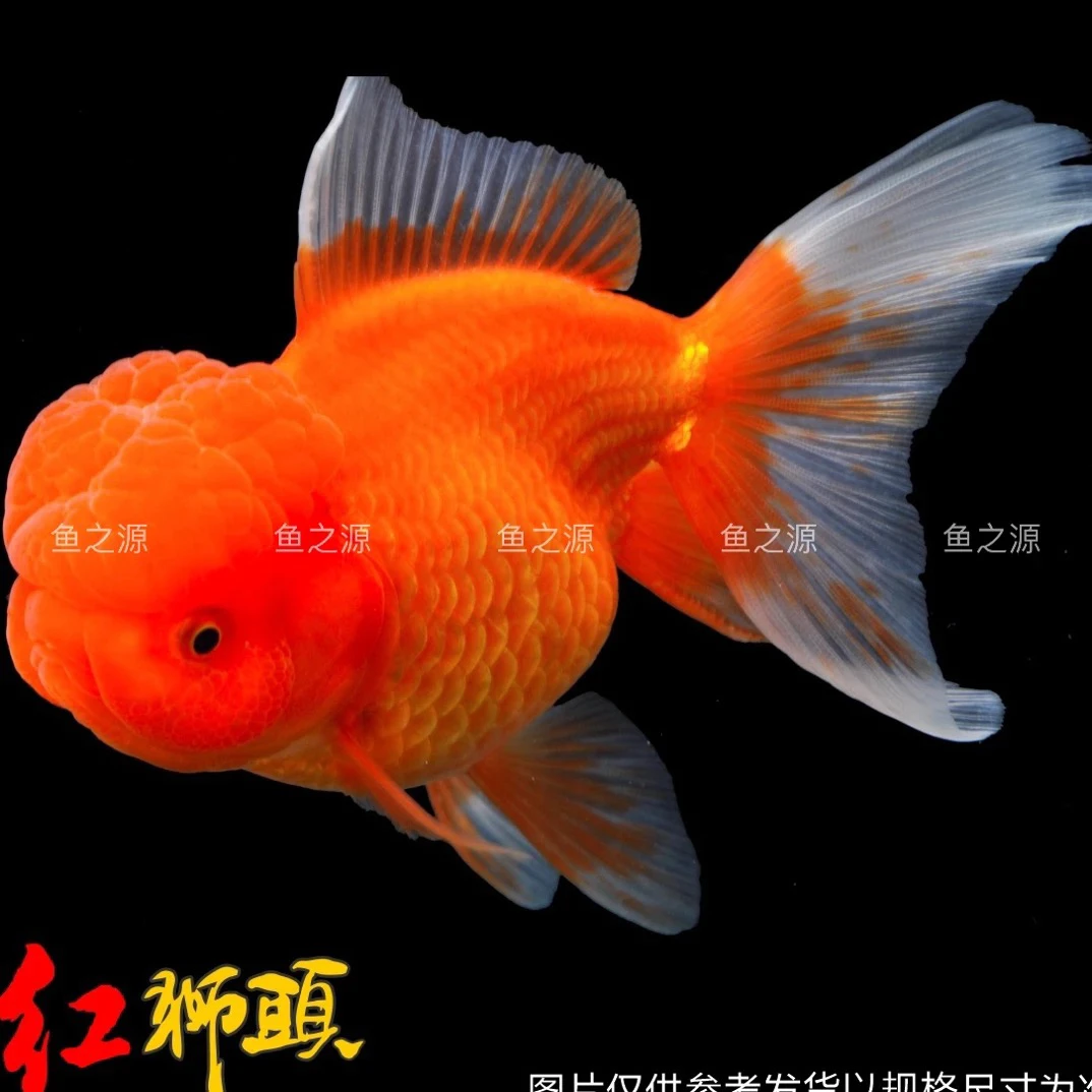 （无开箱视频不售后）成年大头瘤元宝体红狮好养耐活冷水鱼缸养池养