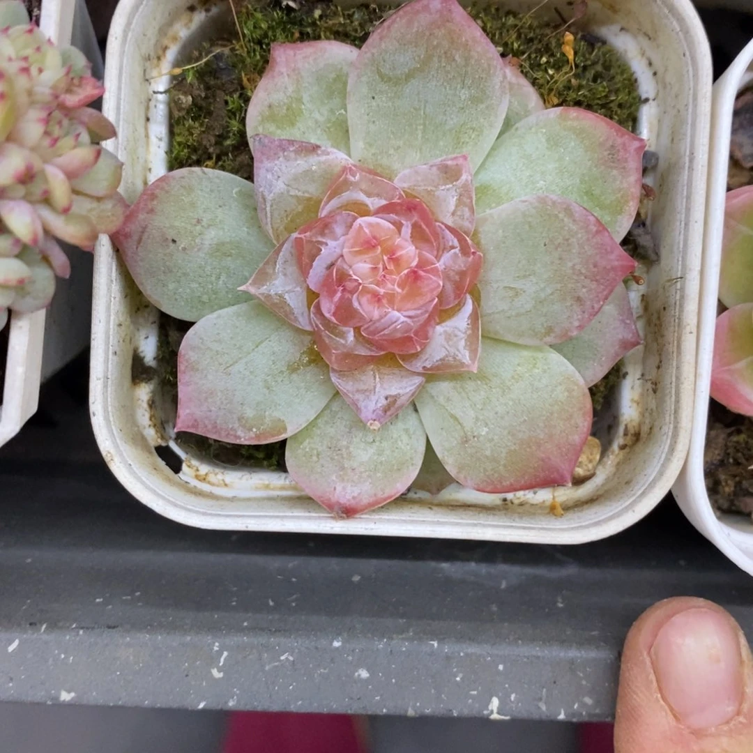 精品多肉一物一拍不包整329