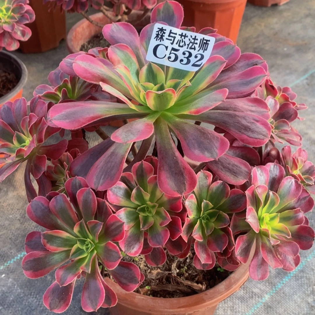 【闪购商品】532美杜莎