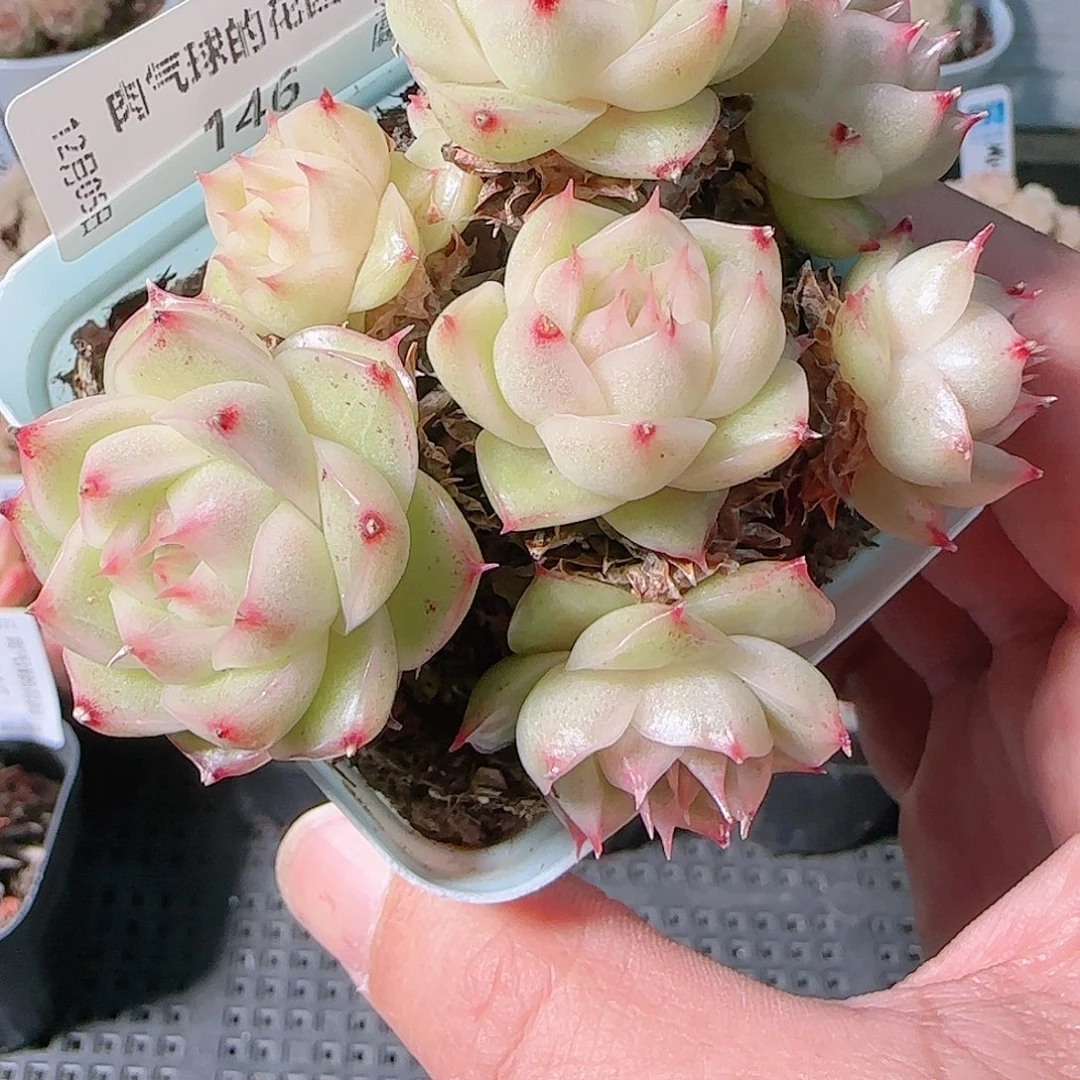 1205-146多肉群生不包整