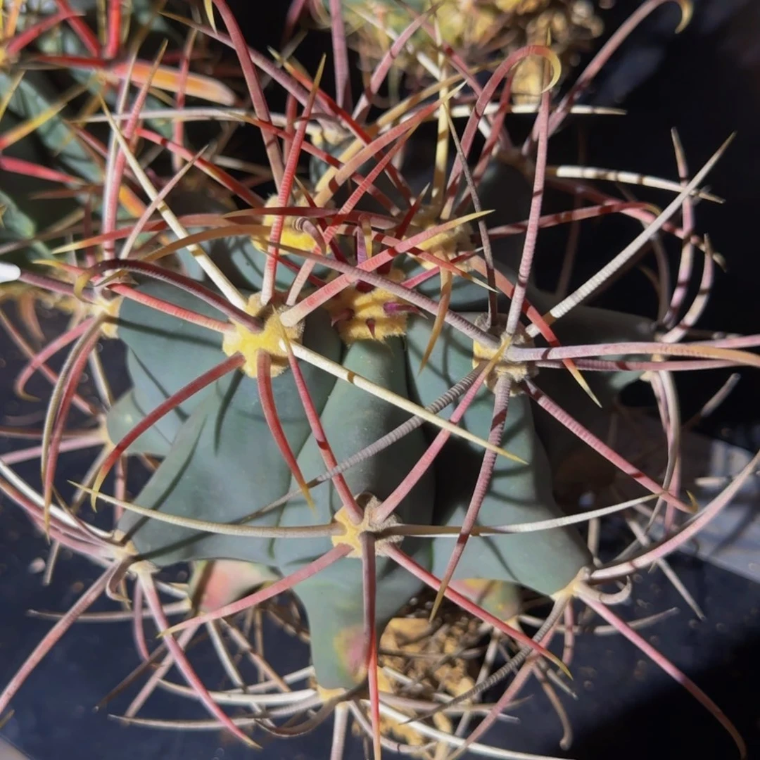 春***韵3477冠龙江守玉大福利