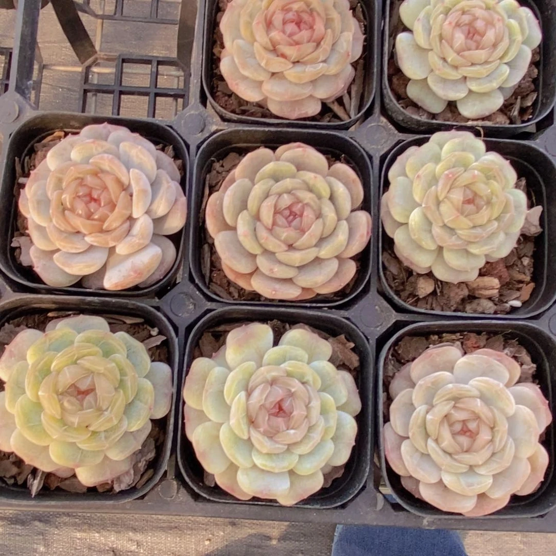 量拍29号 精品糖心白恋单头一个