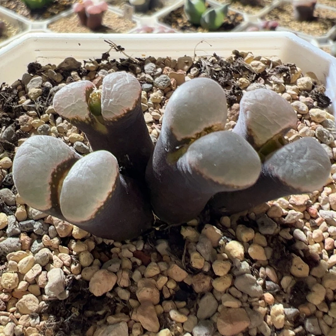 紫体粉窗 群生母本c14