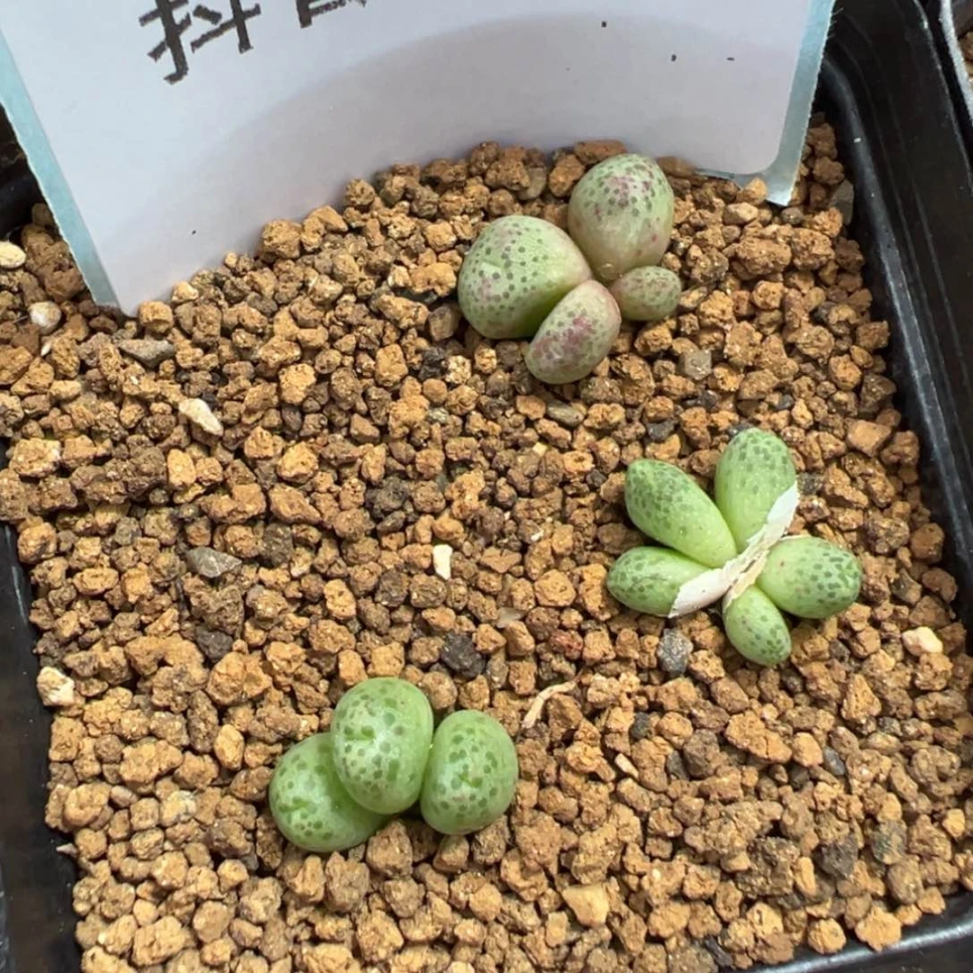 8-74斑马多肉植物，