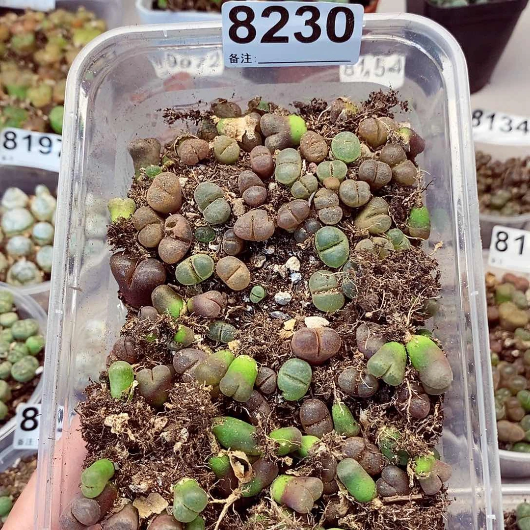 8230彩风铃回来咯