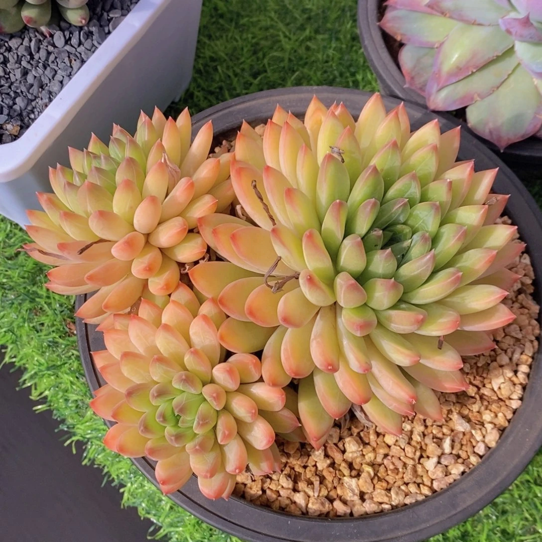 星际迷航 一物一拍