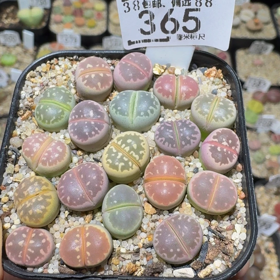 Ssss精品生石花365