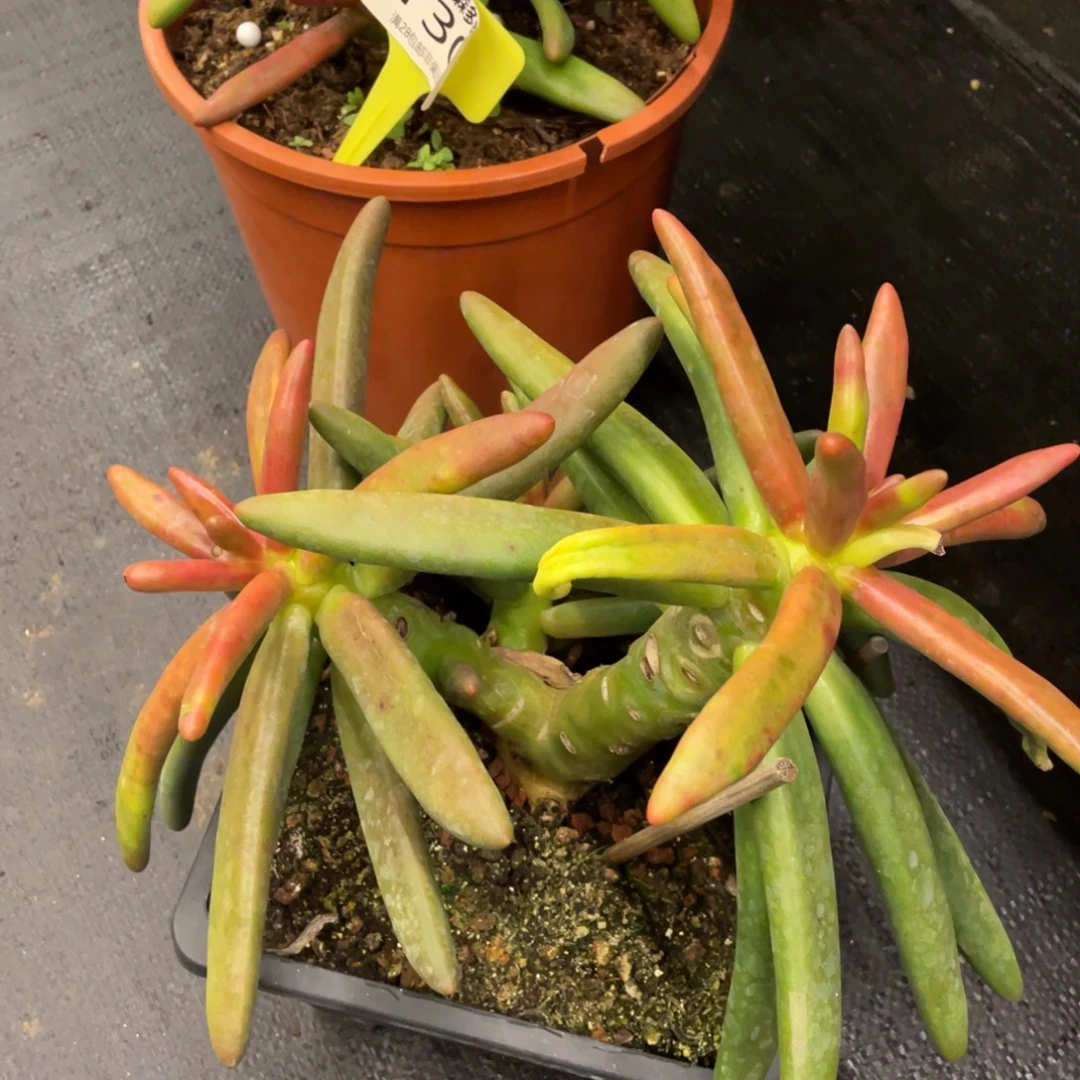 茜***l弥鹿之森一物一拍