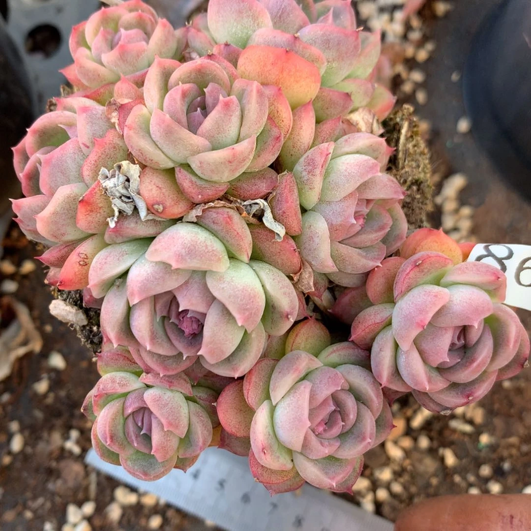 8607杂交多肉老桩