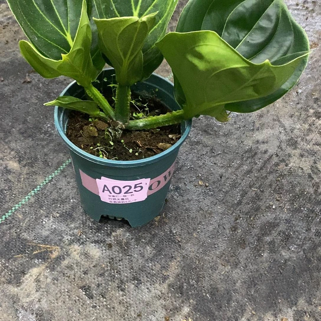 木本植物阳***3木本花卉025福利