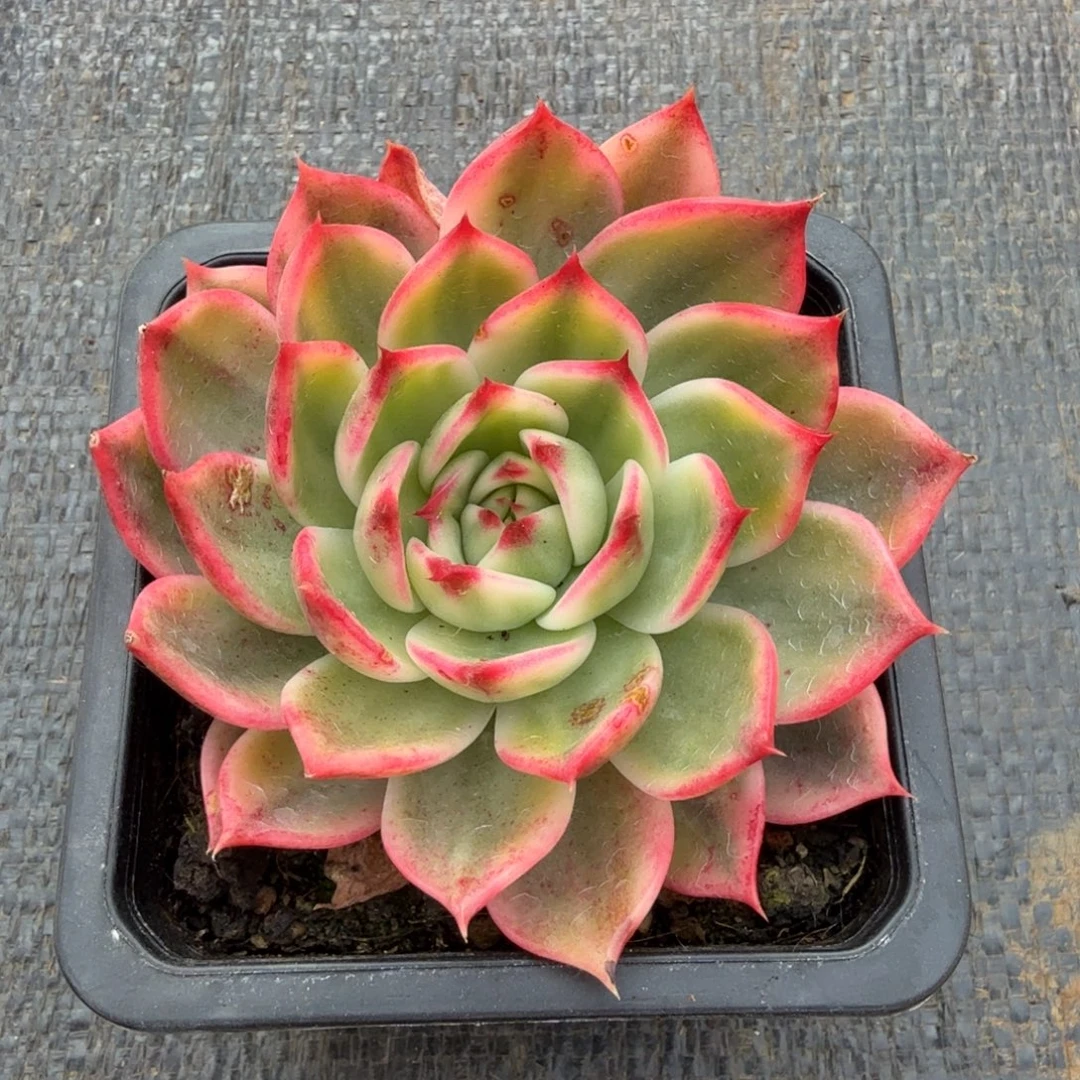 桃花锦锦上园艺一物一拍