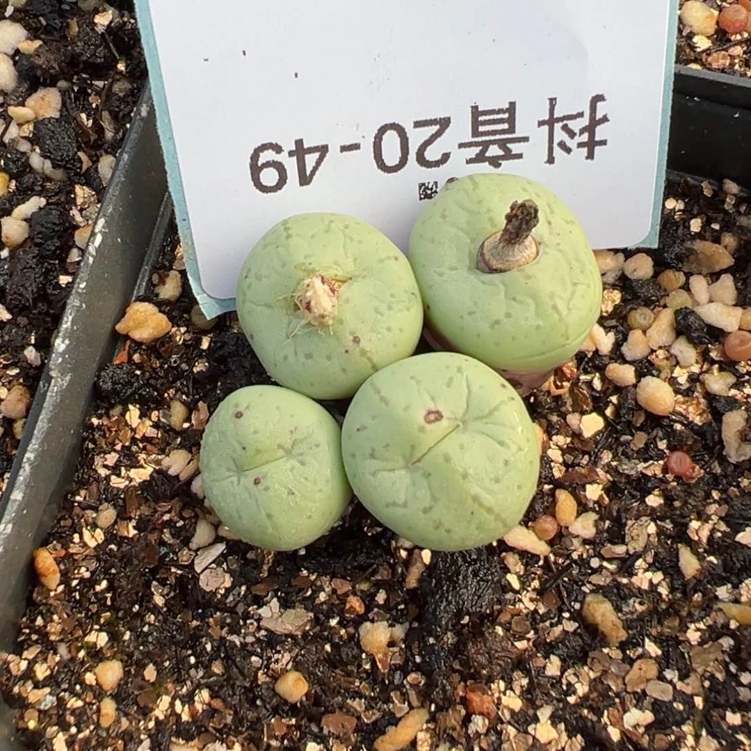 20-49肉锥多肉植物