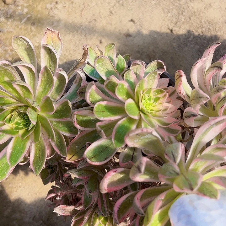 青莲多肉植物3319法师