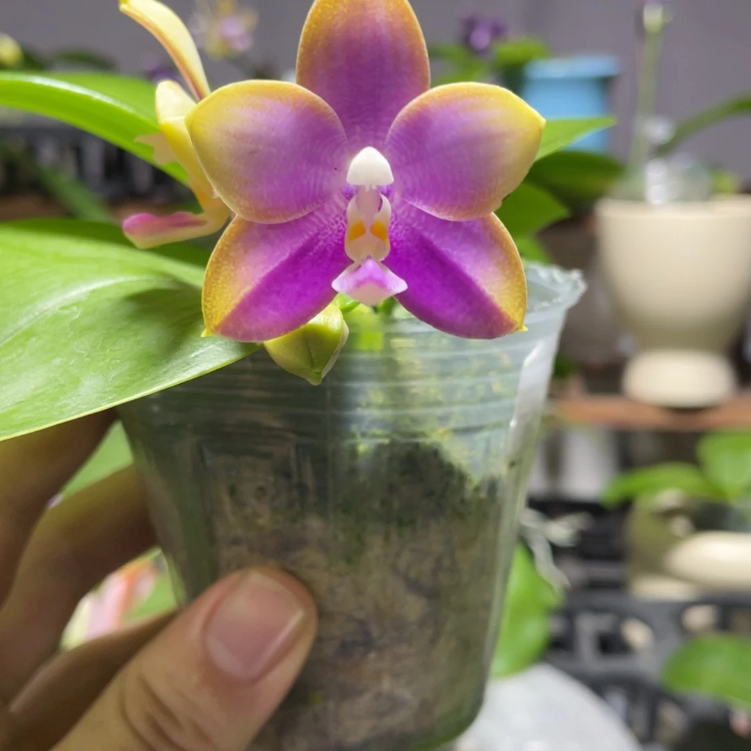 完全开放108叶瑕花期不保