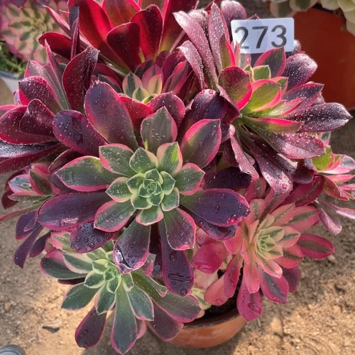 273多肉植物金丝雀