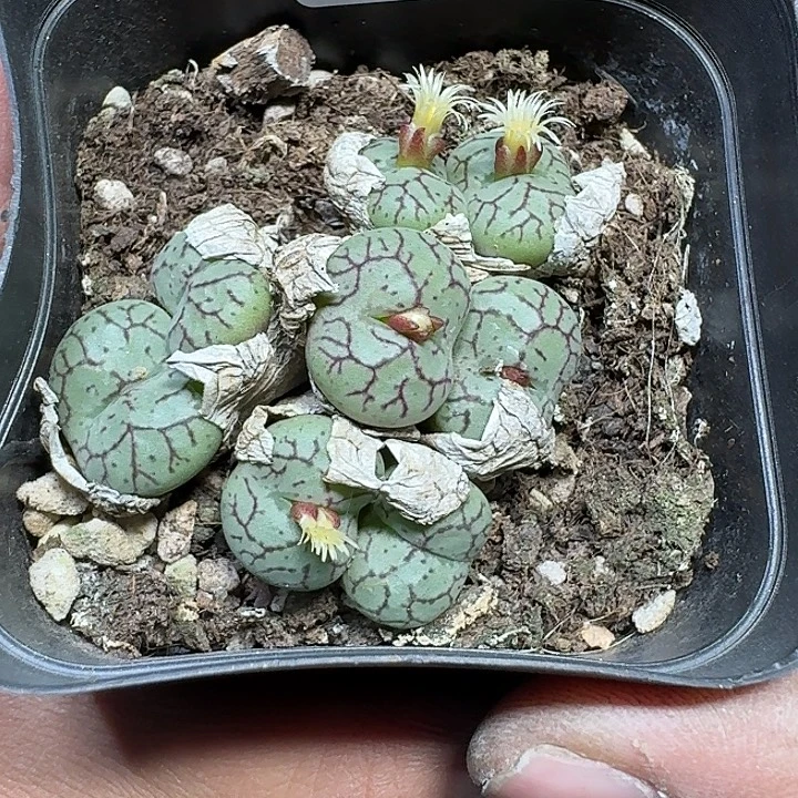 沉***木254 多肉植物多肉植物