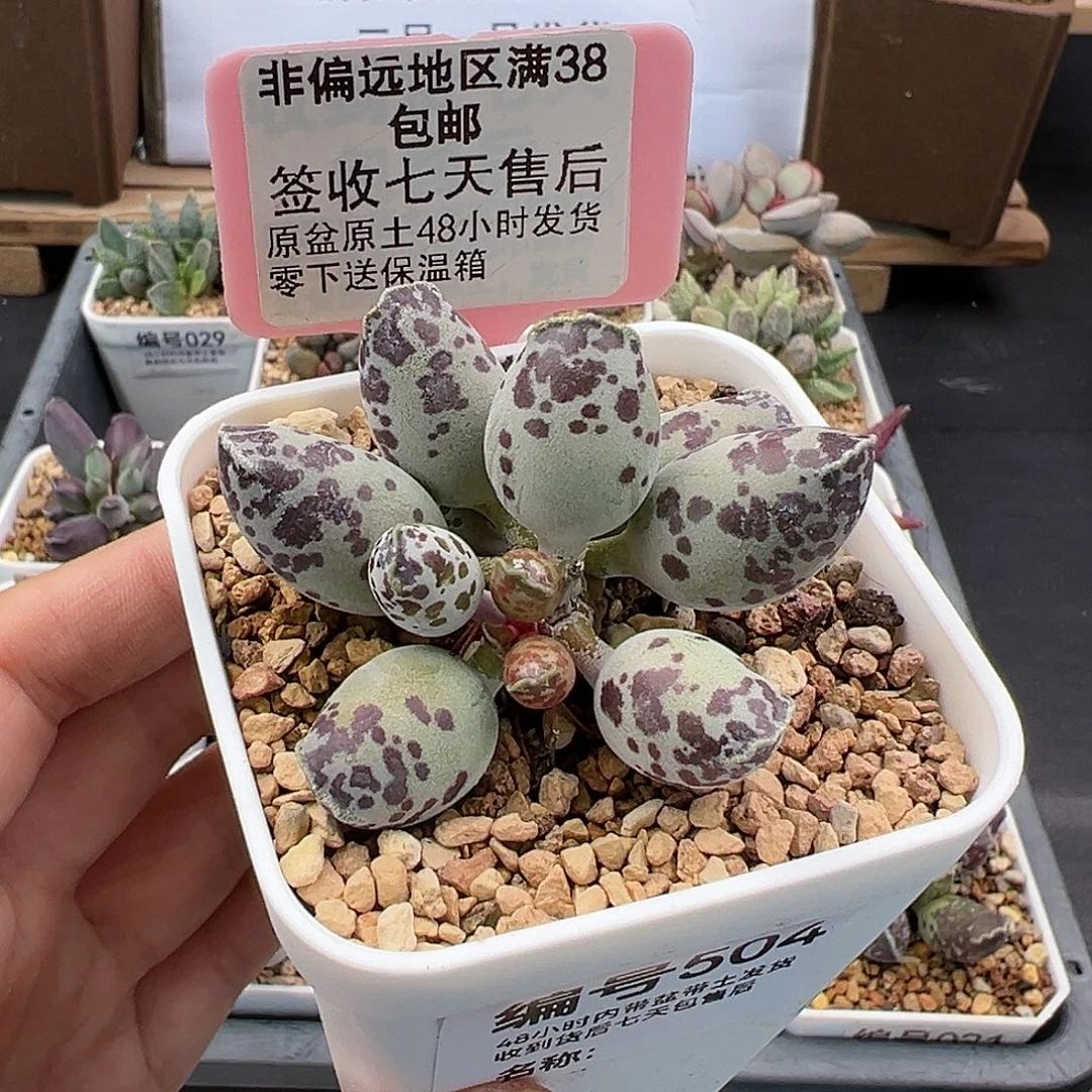 504特白肌海豹多肉