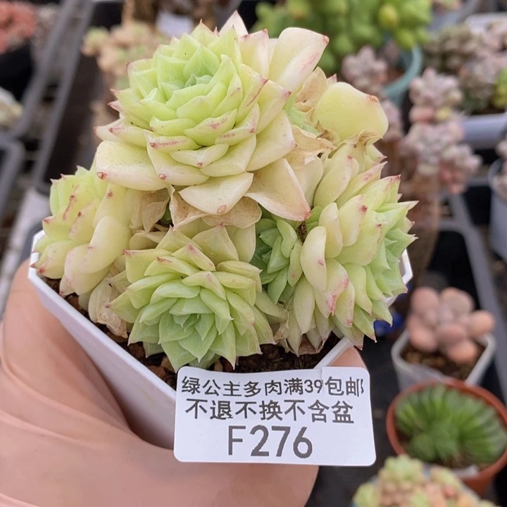 白玫瑰7cm276多肉植物
