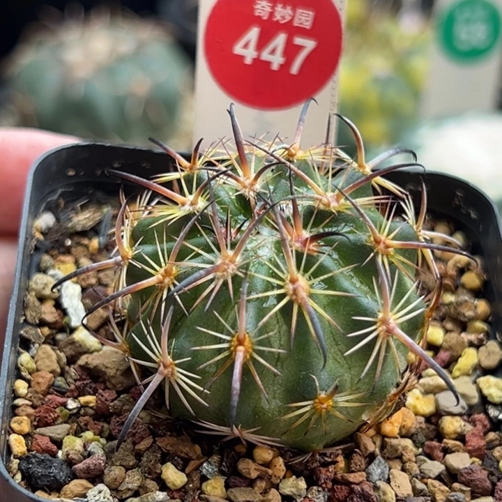 实生琥爪玉一棵4cm