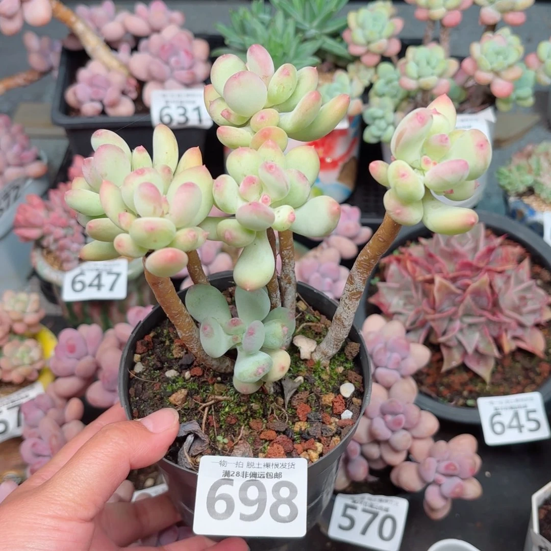 苹果奶老桩无盆土发货