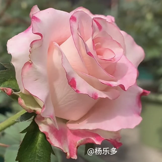 【可爱教主】粉色切花玫瑰 大花月季盆栽2加仑根接苗云南基地发货