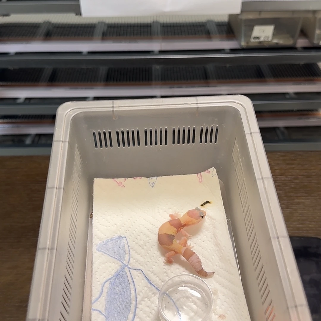 肥尾守宫橘白母温