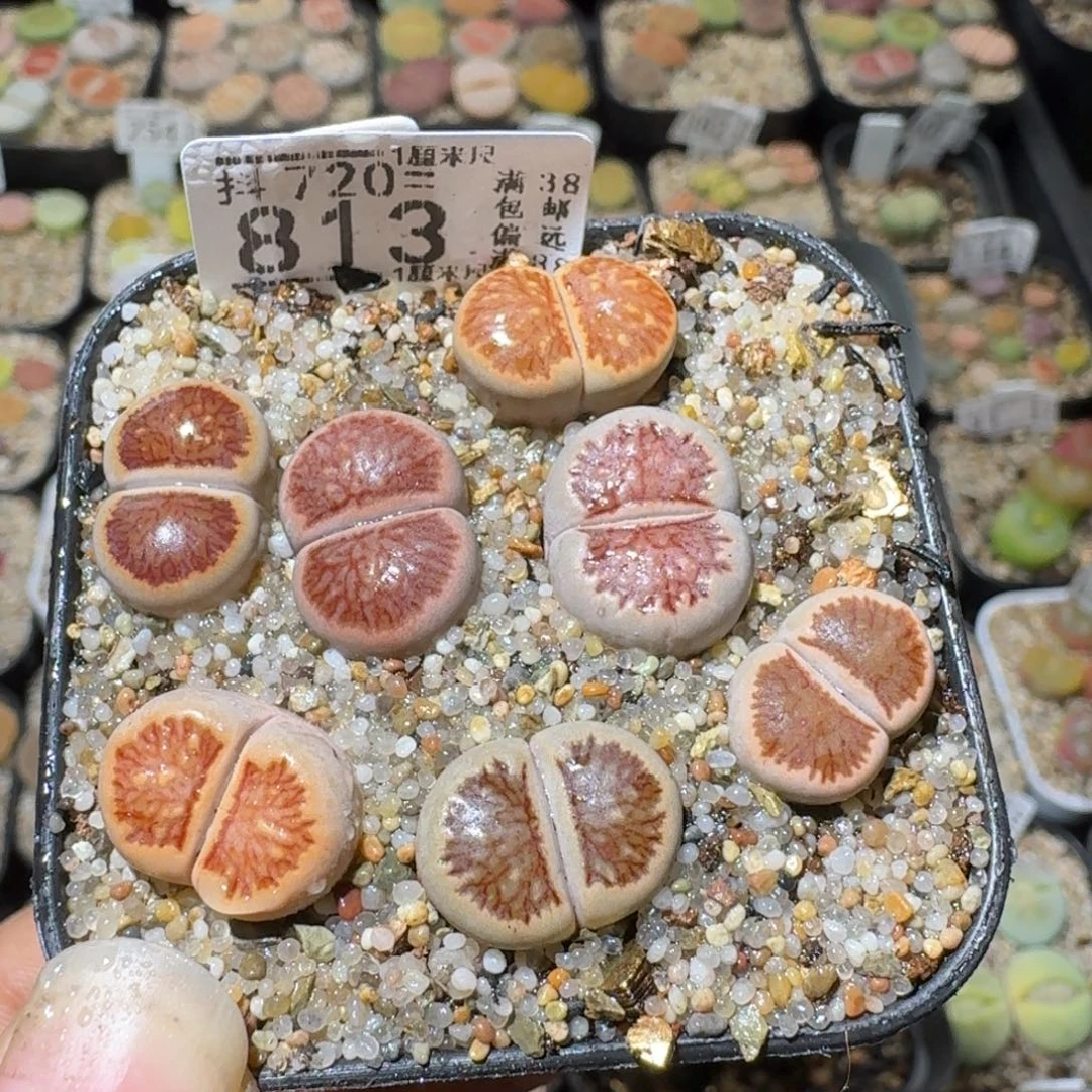 Sssss清仓出了813