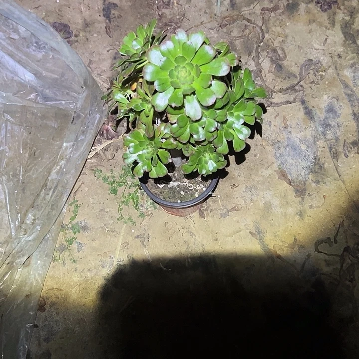 不包侧枝一物一拍93