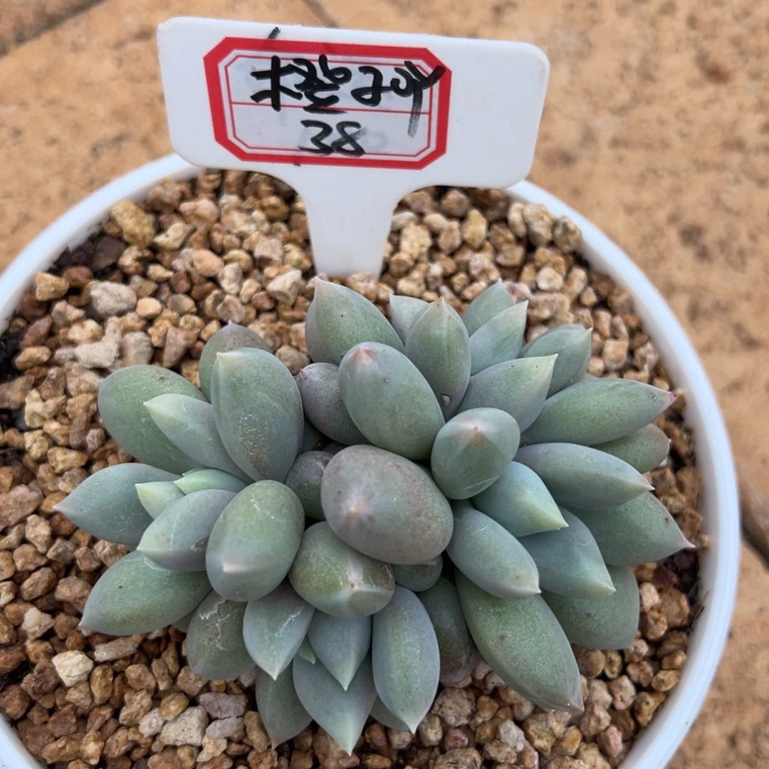 橙****我在等他呢他就没