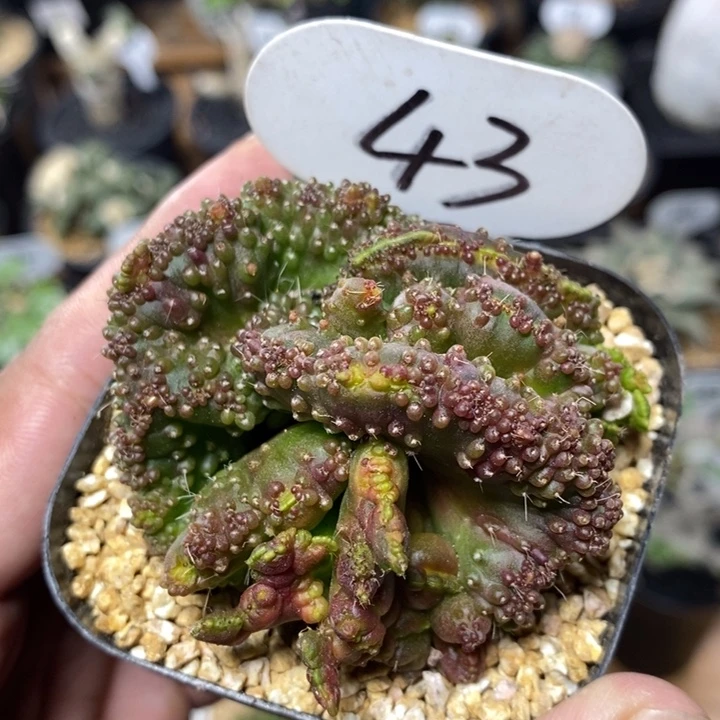 高莎缀化43号6cm