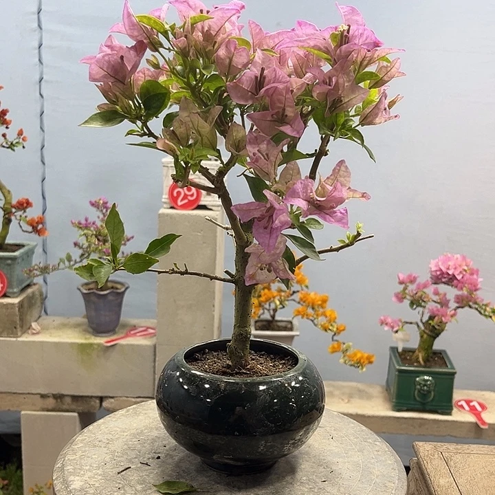 完全开放三角梅一物一拍