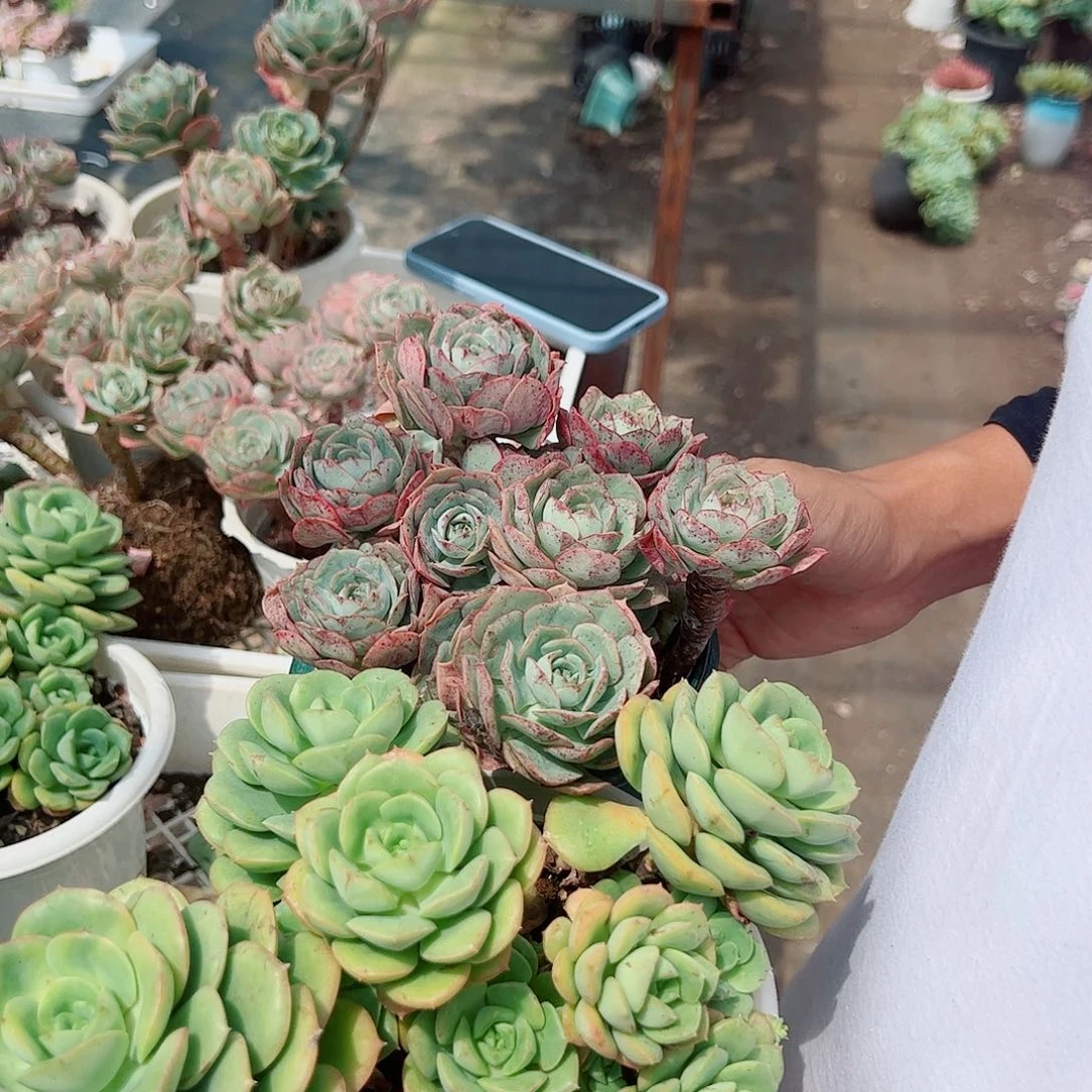 克罗地亚玫瑰➕尼可刹那玫瑰 各一盆