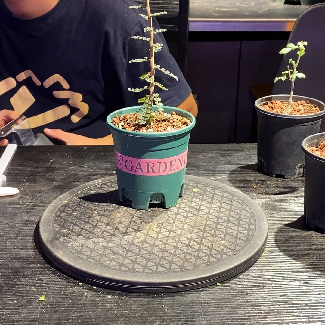 泡泡叶没药一个一个