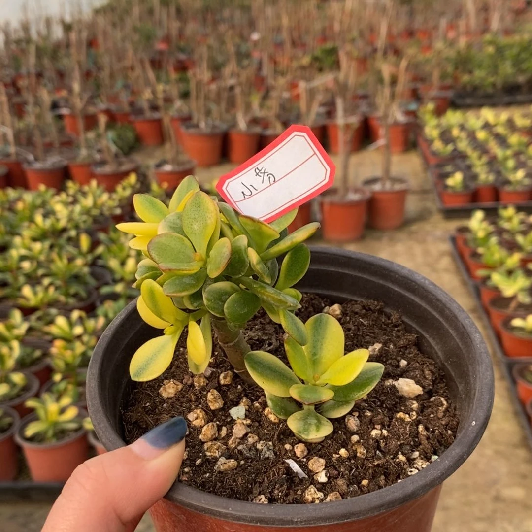 蒂娜花月锦玉树花月