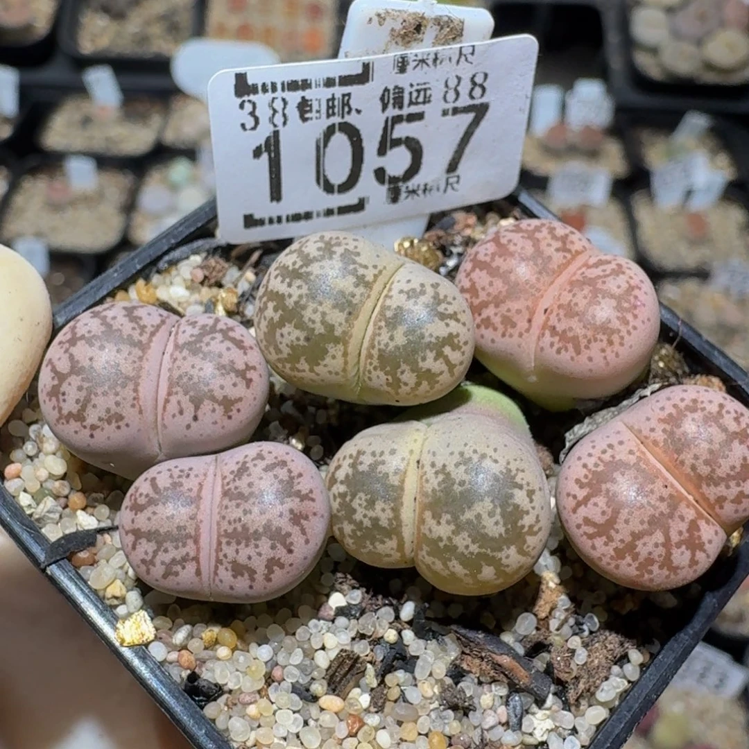 Zzzzzs生石花肉锥1057