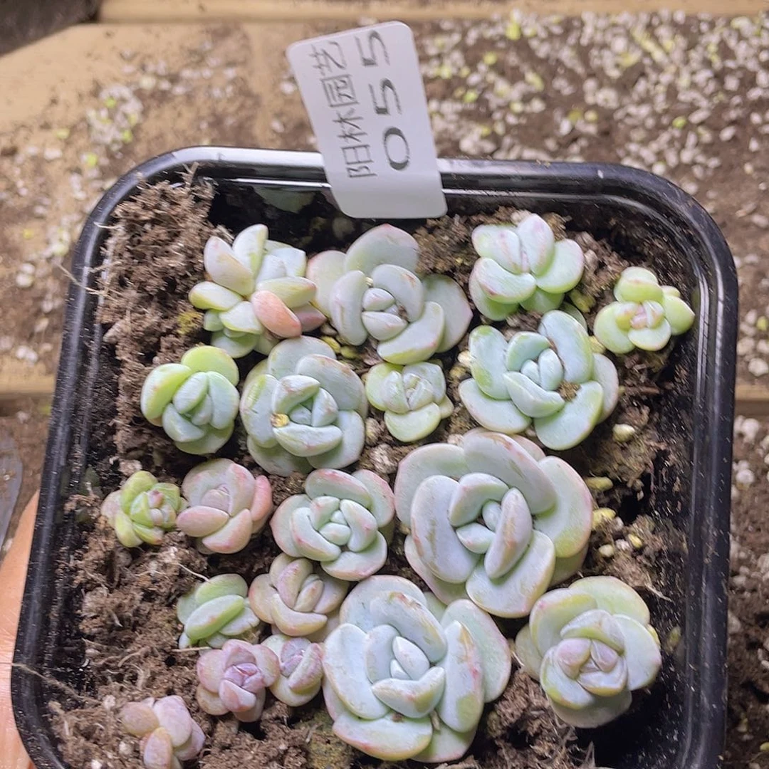 ?****?多肉植物多肉植物55