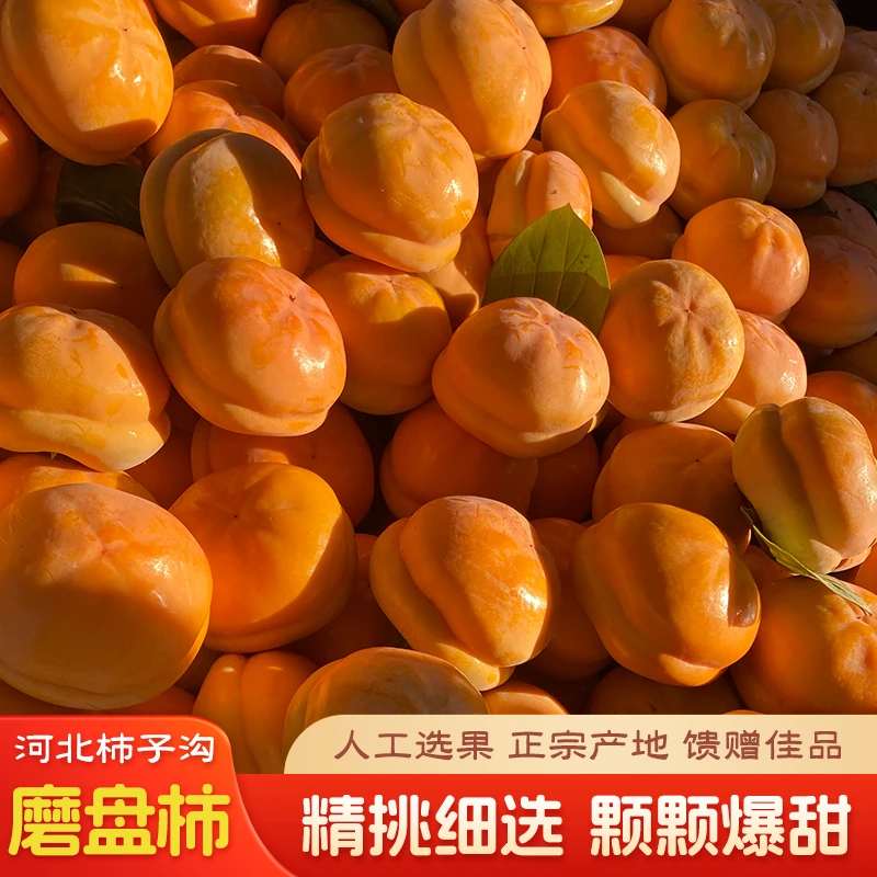 河北保定正宗大磨盘柿子新鲜产地现摘现发当季软甜大柿子盆柿盖柿