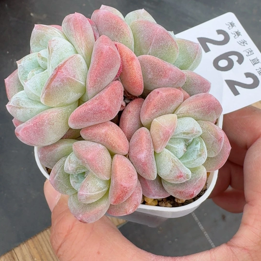 愿你一路坦途，乘风破浪展宏图