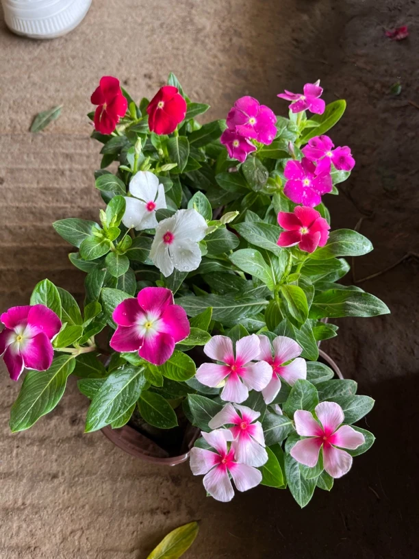 长春花天天开盆栽四季观花五叶梅花苗带花苞发货阳台窗台客厅庭院