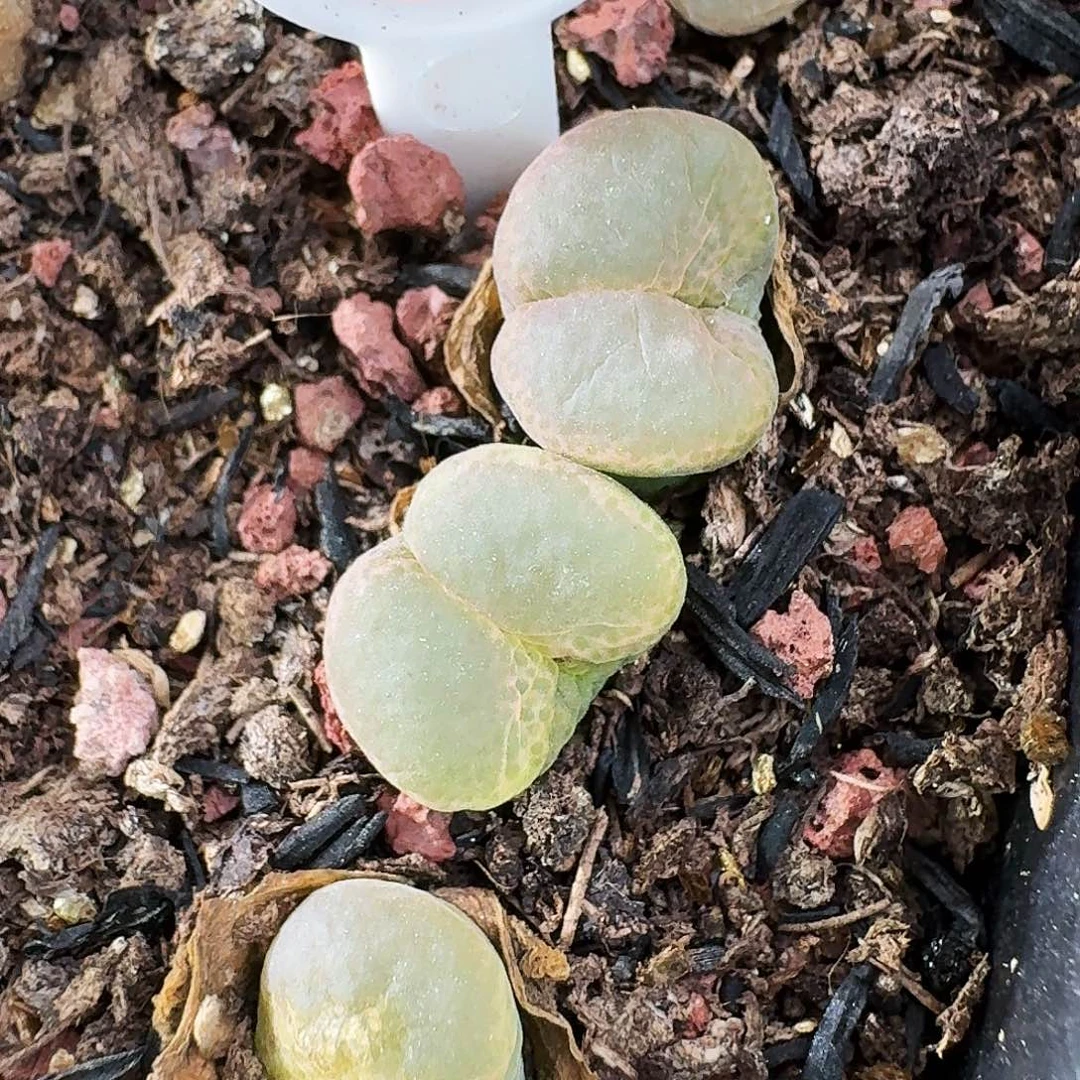 多肉植物福利风铃1