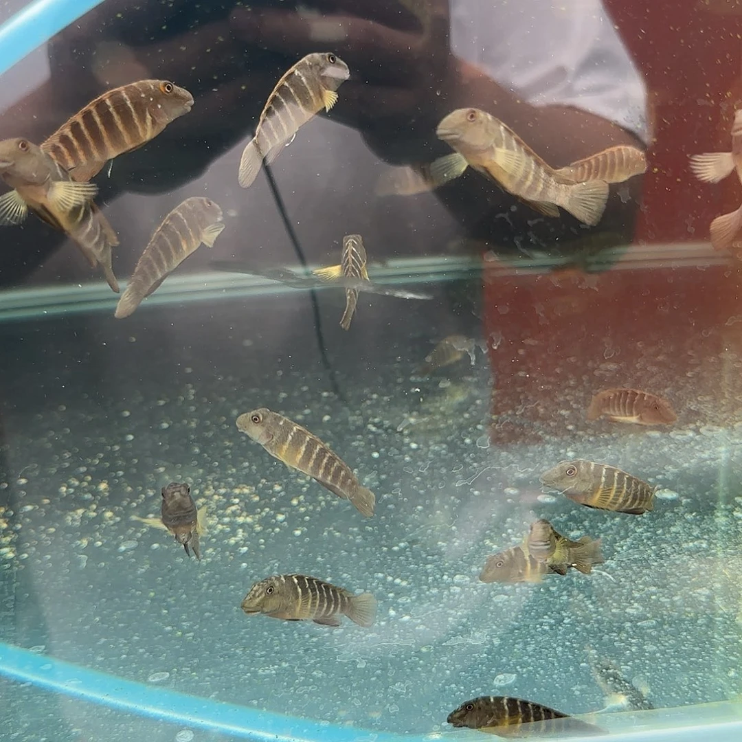 慈鲷枫*舞狐狸一对