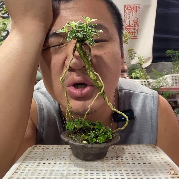 以实际为准盆景绿植盆栽109