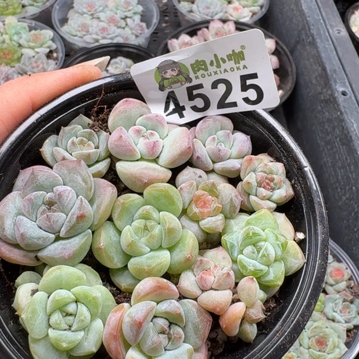 多肉植物多肉植物