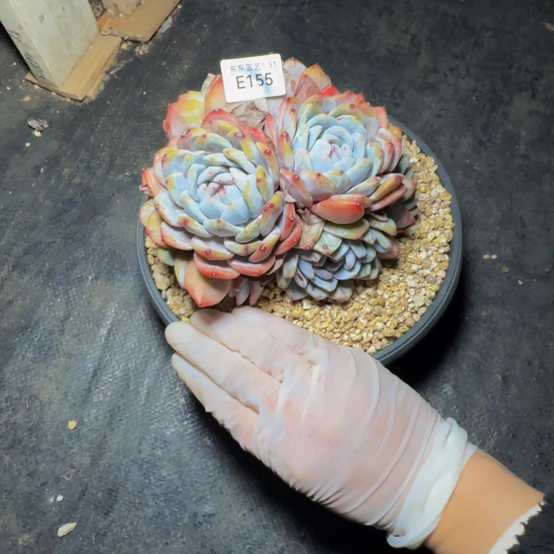 e e e e e e e e 155