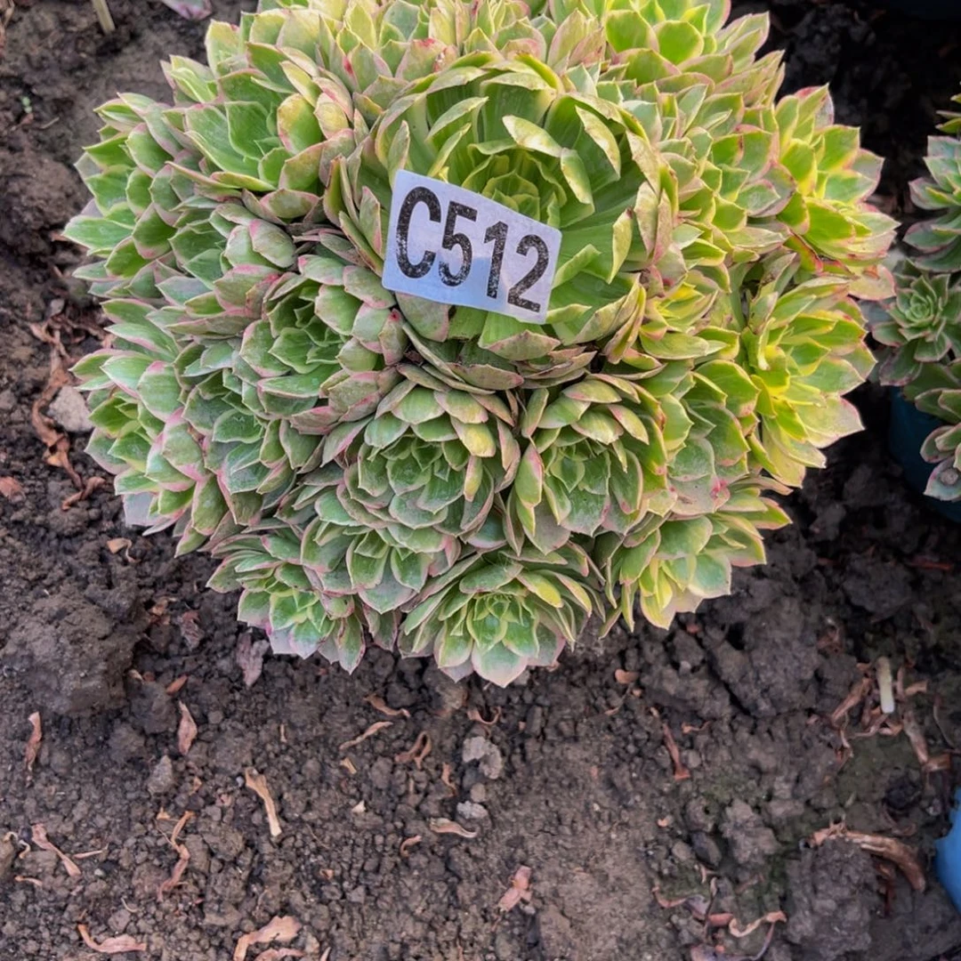 水蜜桃法师26///21包邮