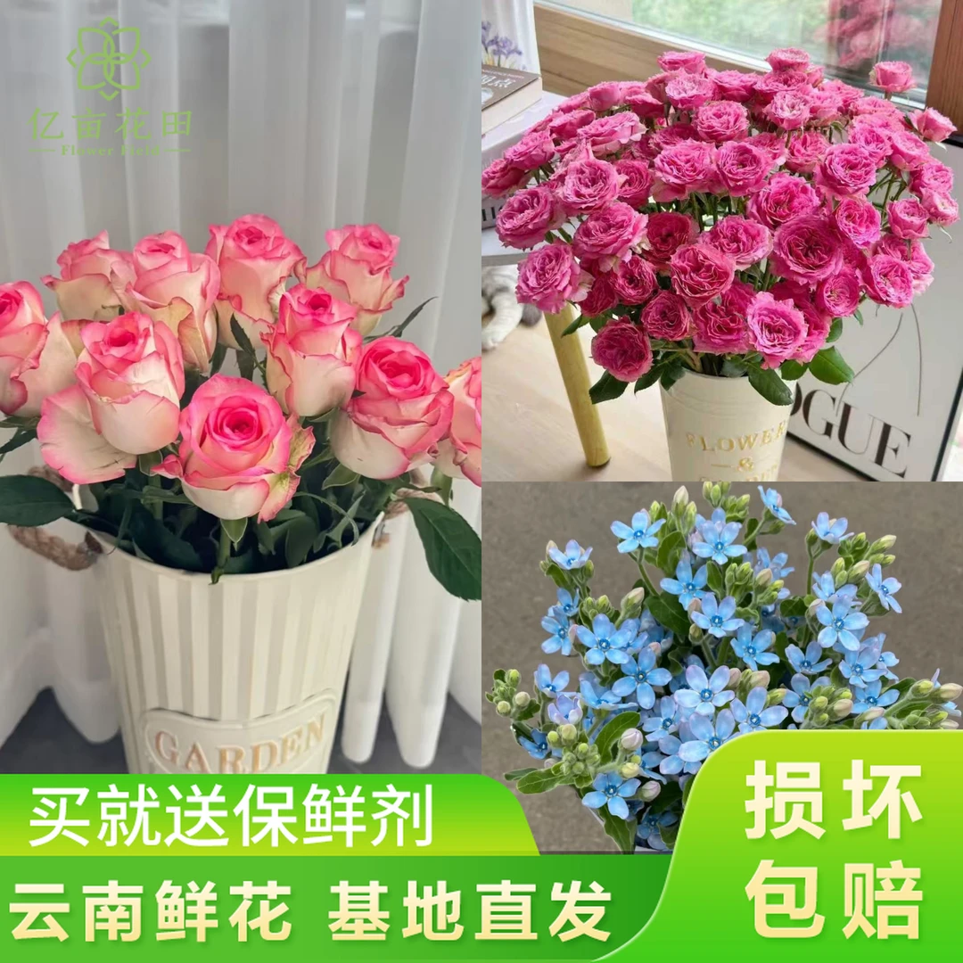 【艾莎玫瑰10支+苏菲宝贝泡泡10支+蓝星花1扎】鲜花套餐中秋好礼