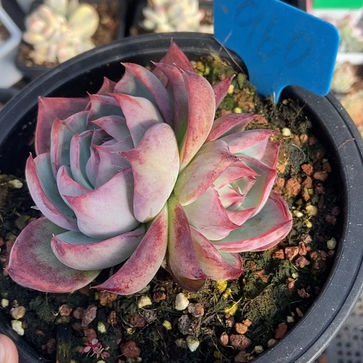 960惊鸿多肉植物保护