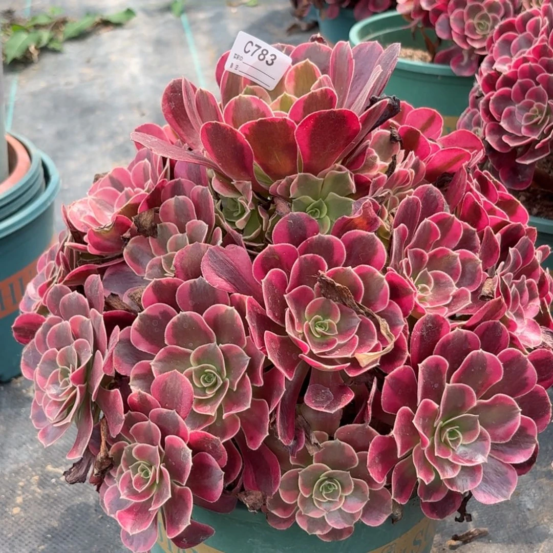 783美杜莎多肉植物发货