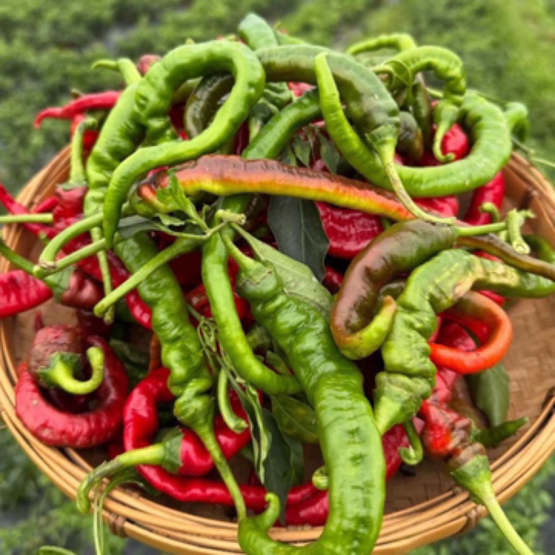 【广西种植螺丝椒】本地农家新鲜薄皮辣椒现摘现发辣椒螺丝椒